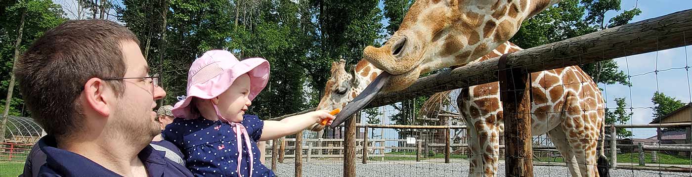 Father and child feeding giraffes at a zoo in Preston County, WV